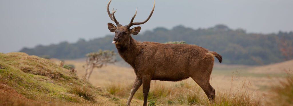 Horton Plains National Park