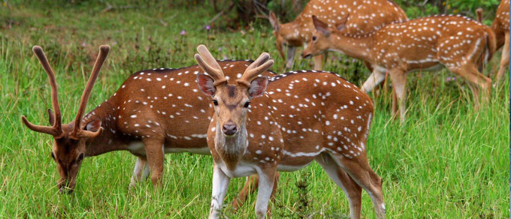 Udawalawe National Park