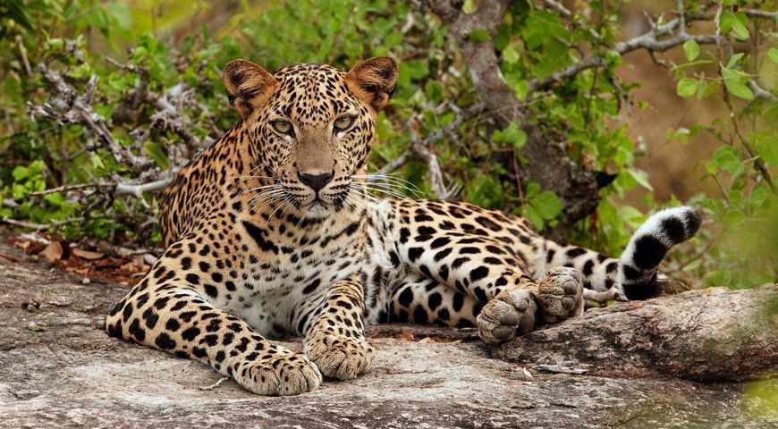 Wilpattu National Park