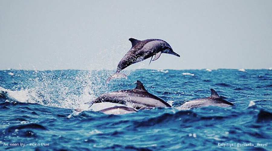 Kalpitiya – Dolphin & Kitesurfing Paradise