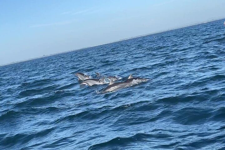 Mirissa – The Heart of Whale Watching