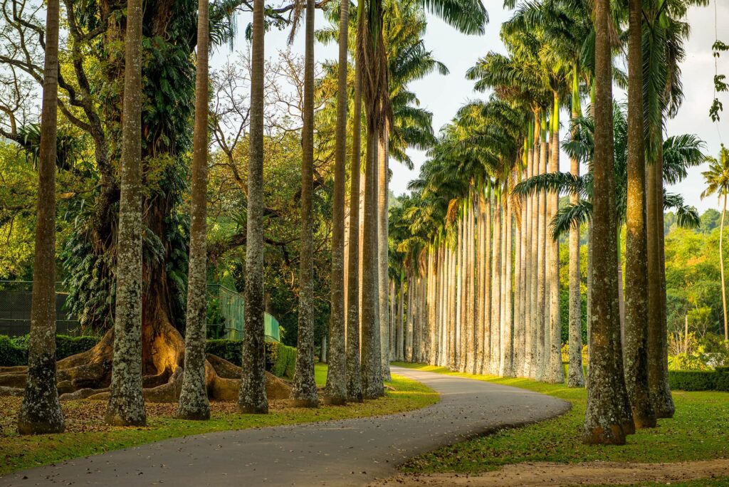 Peradeniya Botanical Garden