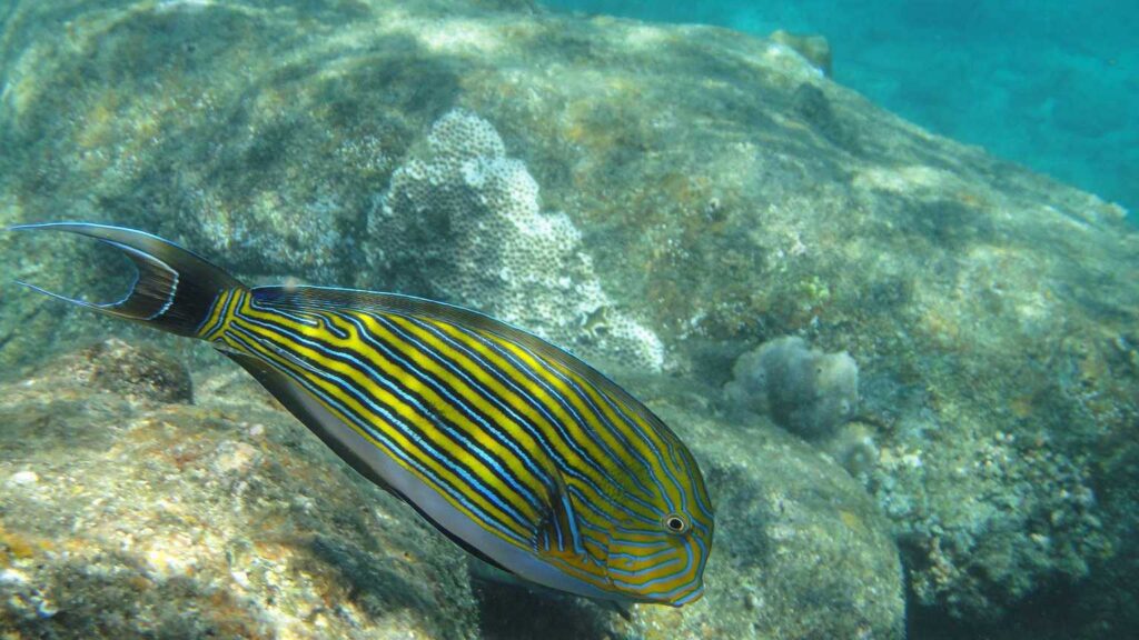 Pigeon Island Beach – Snorkeling Adventure