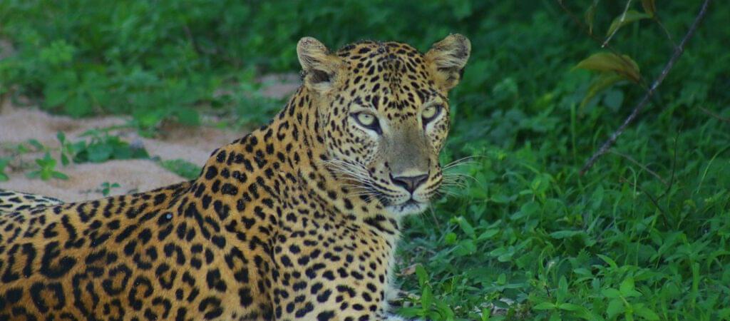 Kumana National Park
