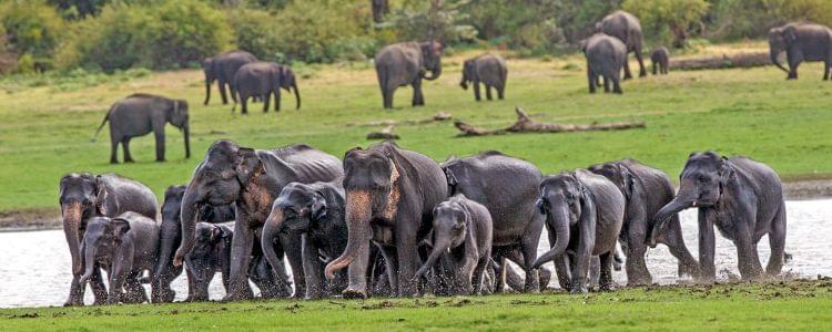 Minneriya National Park