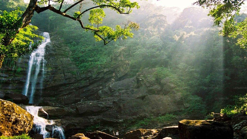 Sinharaja Rain Forest