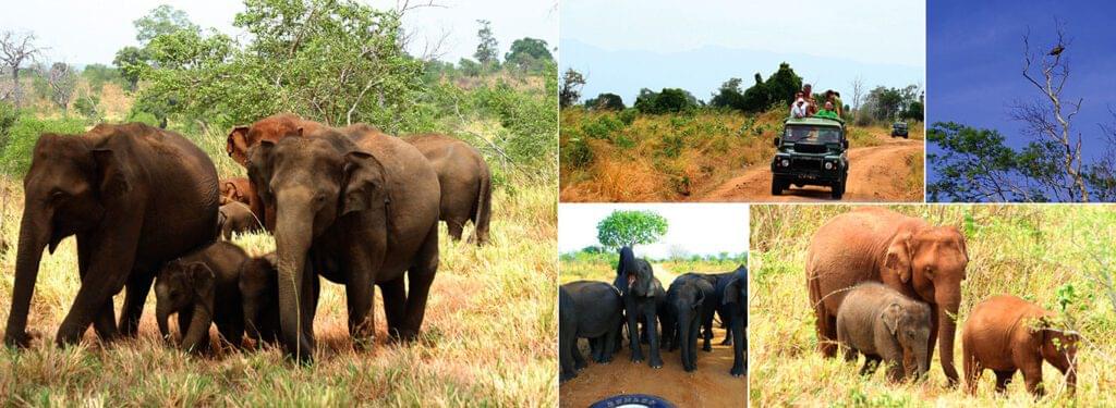 Udawalawe National Park