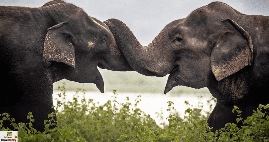 Yala National Park